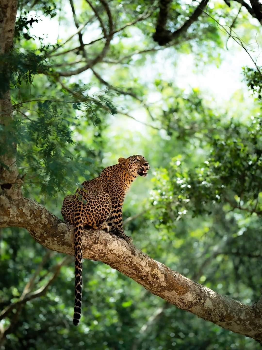 Kottamba Yala Stay & Safari Тиссамахарама Экстерьер фото