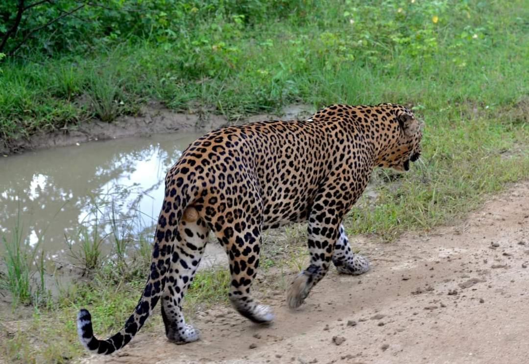 Kottamba Yala Stay & Safari Тиссамахарама Экстерьер фото